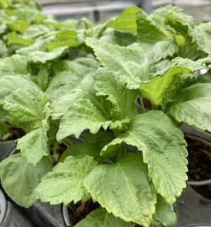 Green Perilla  Shiso